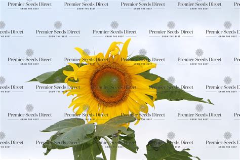 Giant Sunflower Mongolian Giant | Flowers | Premier Seeds Direct ltd