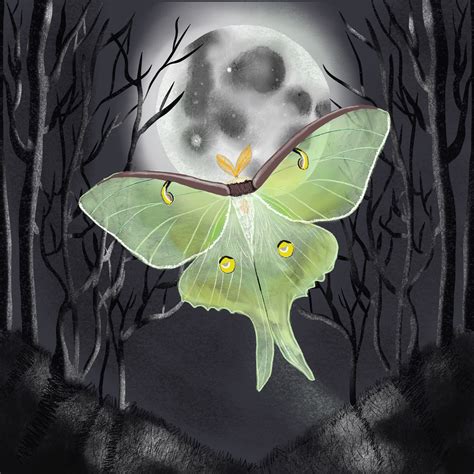 The Luna Moth | Illustration, Luna moth, Artsy