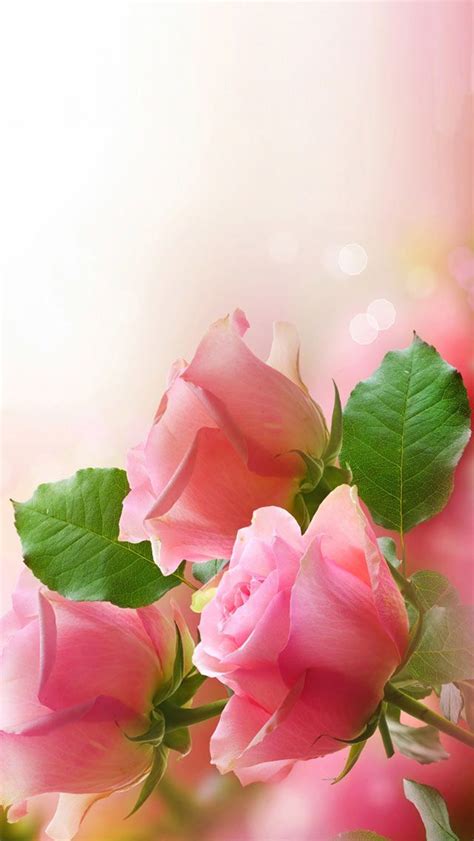 Wallpaper Rose High Resolution Background Flowers Photos - Download ...