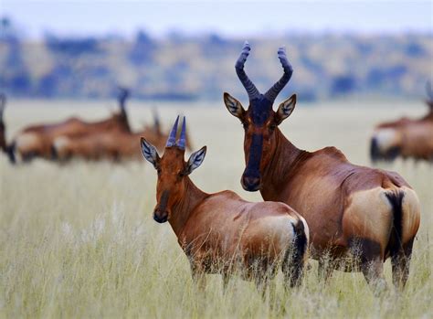 Red Hartebeest | The Red Hartebeest (Alcelaphus caama) is a … | Flickr