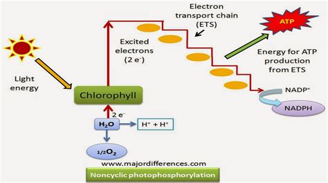 Cyclic Vs Non Cyclic Electron Flow