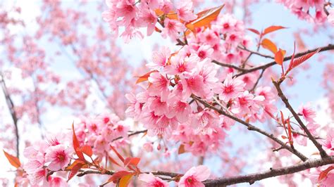 1920x1080 Cherry Blossom Tree Branches 4k Laptop Full HD 1080P ,HD 4k ...