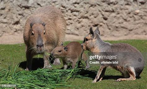 253 Mara Rodent Stock Photos, High-Res Pictures, and Images - Getty Images