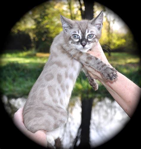 Charcoal mink snow bengal from glitterglam bengals | Cute animal ...