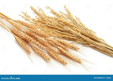 Cereal Plants Stock Photos - Image: 25958413