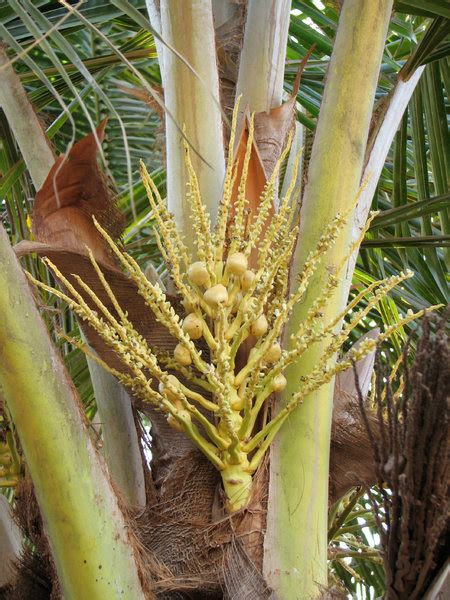 Free stock photos - Rgbstock - Free stock images | Coconut Flowers ...