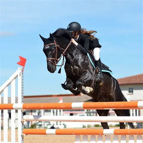 English Horseback Riding: Learning to Jump on a Horse