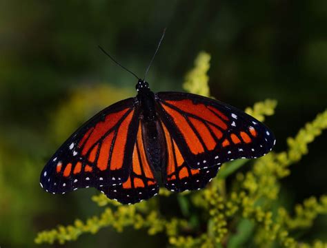 Viceroy Butterfly | Butterfly, Types of insects, Flowers