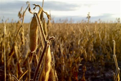 High oleic soybean varieties arrive in Canada - OrganicBiz