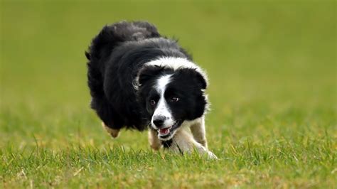 World's most expensive sheepdog sells for £18k - BBC News