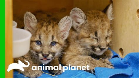 Abandoned Puma Cubs Have to Learn to Eat | The Zoo - YouTube