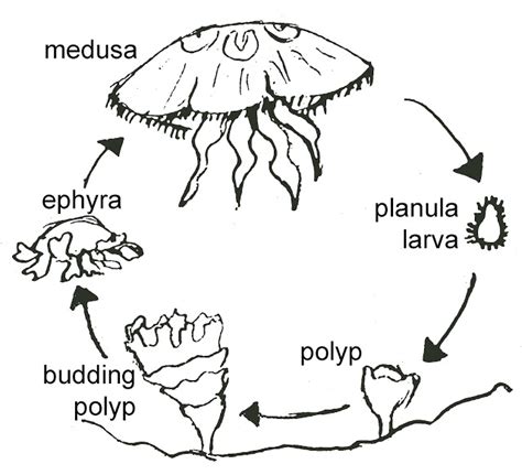 Immortal Jellyfish Life Cycle – Immortal Jellyfish