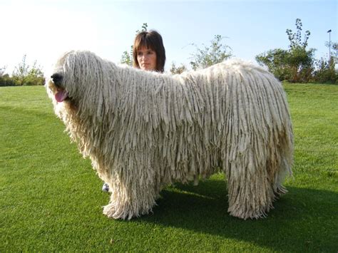 Komondor Dog Breed - Doglers