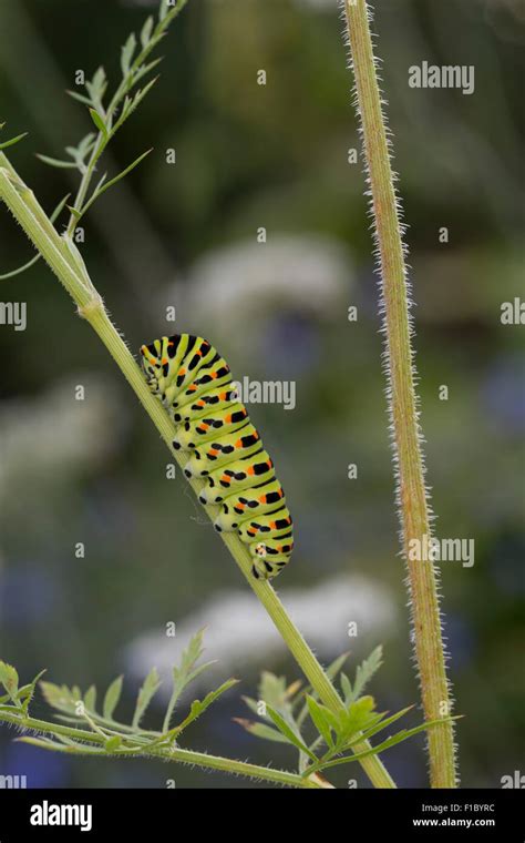 Old World swallowtail, common yellow swallowtail, swallow-tail ...