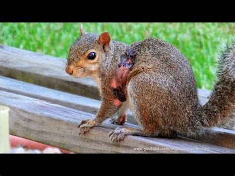 Backyard Birding....and Nature: Squirrel Bot Fly Parasite Documentary