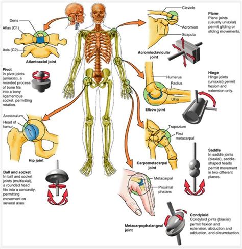 Pin by The Posture Specialist/EWS on Conscious Posture 24/7 | Joints anatomy, Synovial joint ...