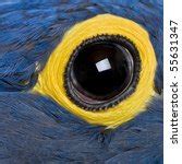 Close Up of Hyacinth Macaw -- Anodorhynchus hyacinthinus image - Free stock photo - Public ...