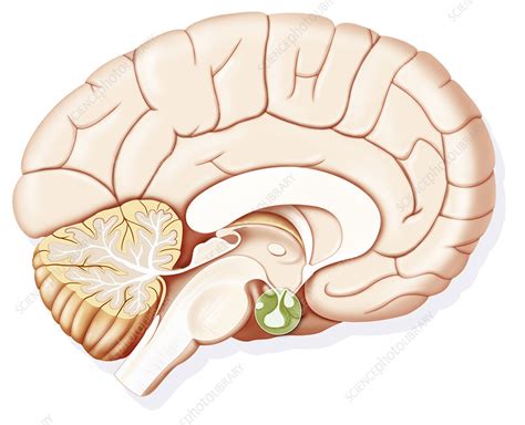 Hypophysis, drawing - Stock Image - C021/4530 - Science Photo Library