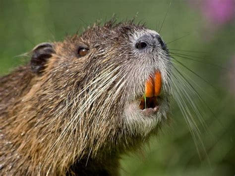 baby nutria for sale - howtowashsuedevans