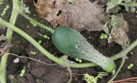 Vegetable Diseases | University of Maryland Extension