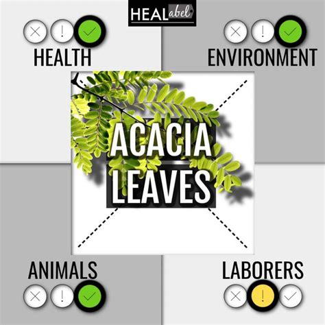 Acacia Leaves Benefits And Side Effects