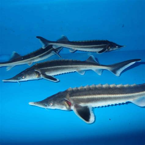 Sterlet Sturgeon (Acipenser ruthenus) – Predatory Fins