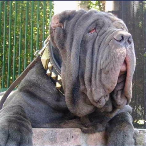 5 Ugly Dog Breeds You Need to See With Pictures, Characteristics & Facts