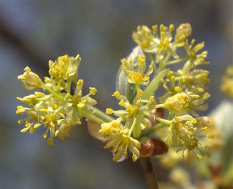 Gender Specific Lemony Flowers of Sassafras – wildeherb.com