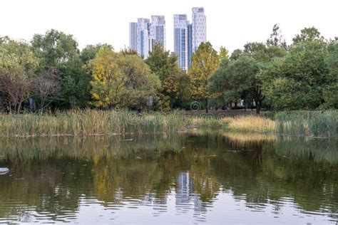 Seoul forest park stock photo. Image of autumn, scenic - 103219708