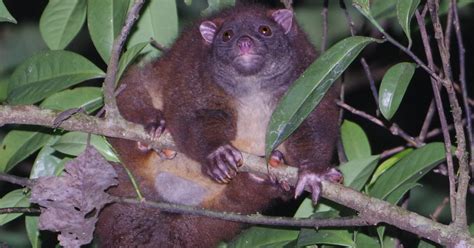 Lemuroid Ringtail Possum (Hemibelideus lemuroides)