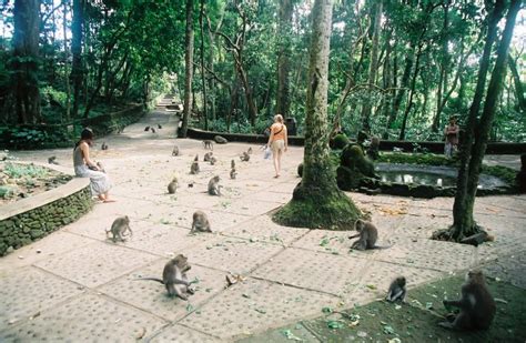 Ubud Monkey Forest, Nature Reserves To 340 Monkeys - Traveldigg.com