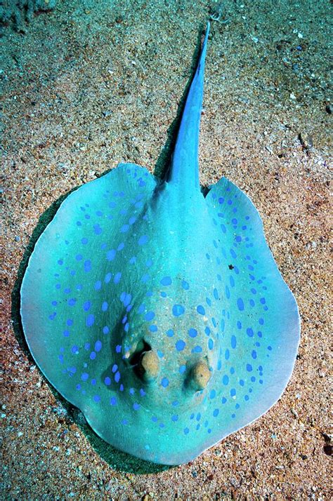 Bluespotted Ribbontail Ray On The Seabed Photograph by Georgette Douwma