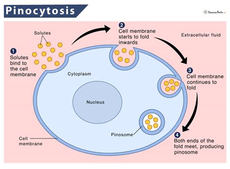 Pinocytosis – Definition, Process, & Steps with Examples & Diagram