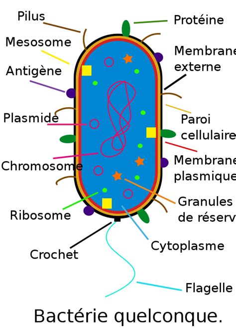 Free Plasmid Cliparts, Download Free Plasmid Cliparts png images, Free ClipArts on Clipart Library