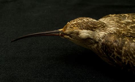 Maryland Biodiversity Project - Eskimo Curlew (Numenius borealis)