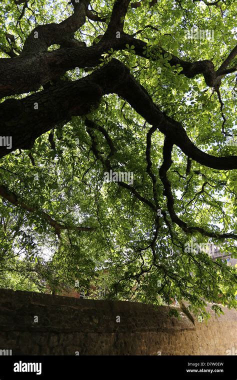 Old Chestnut Tree High Resolution Stock Photography and Images - Alamy