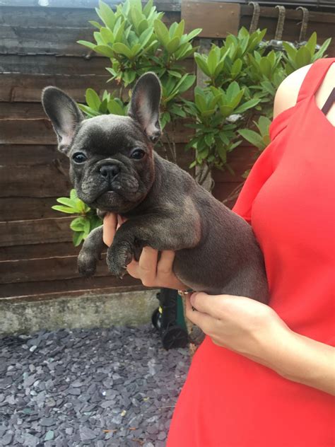 "French Bulldog" Puppies For Sale | North Carolina Central University, Durham, NC #227778