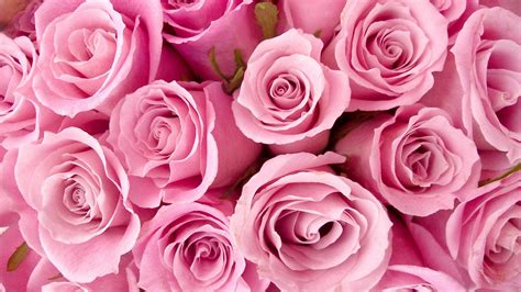 Roses Desktop Wallpapers - Top Free Roses Desktop Backgrounds ...