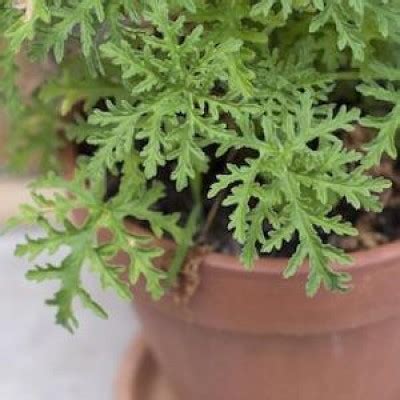 Buy Top 5 Mosquito Repellent Plants online in India at Plantsguru.com