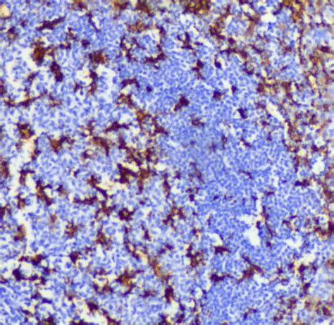 CD11c Antibody | Ionpath