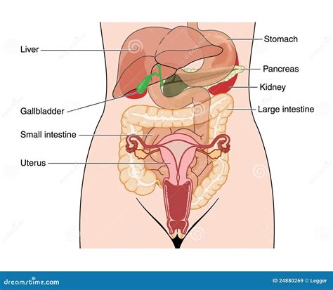 Abdominal Organs Royalty Free Stock Images - Image: 24880269