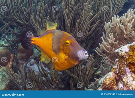 Caribbean Coral Reef Filefish Stock Image - Image of island, life ...