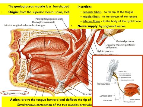 PPT - SUBMANDIBULAR REGION I PowerPoint Presentation, free download - ID:9171992