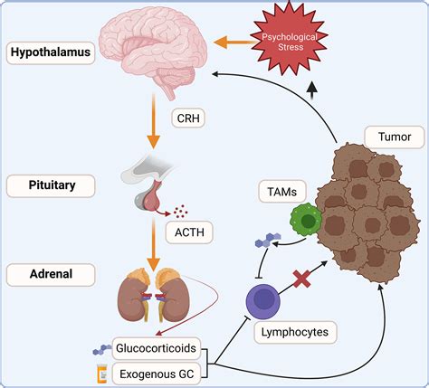 Glucocorticoids Mechanism Of Action