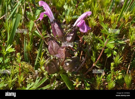 Subarctic plants hi-res stock photography and images - Alamy