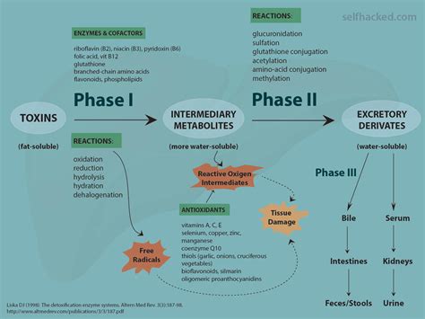 The Science of Detoxification: How Phase I Relates to Health ...