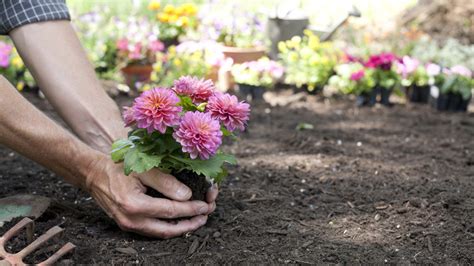 Crucial Mistakes You're Making When Planting Dahlias In Your Garden