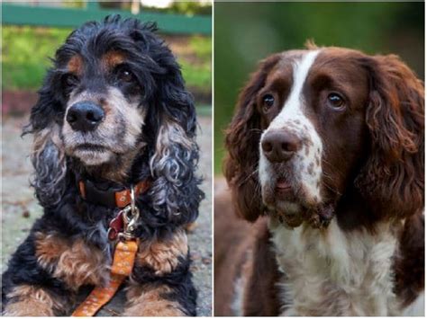 Cocker Spaniel vs. Springer Spaniel: What's the Difference?