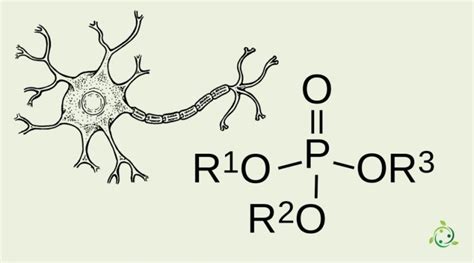 Mechanism of action of Organophosphates Archivi - An Eco-sustainable World