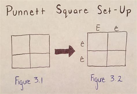 Using Punnett Squares to Calculate Phenotypic Probabilities : 6 Steps (with Pictures ...